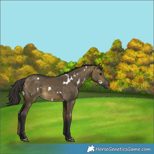 Horse Color:White Spotted Buckskin Dun