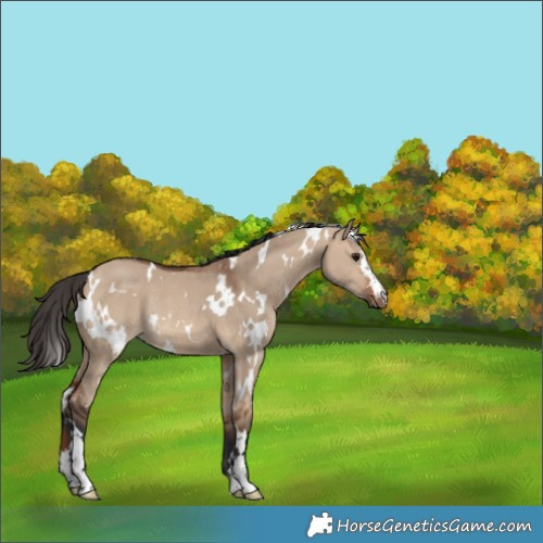 Horse Color:White Spotted Bay Dun Rabicano