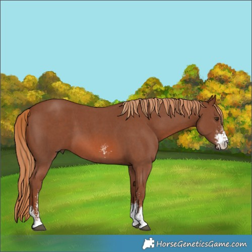 Horse Color:Chestnut Sabino 