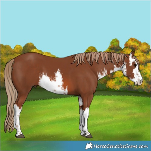 Horse Color:White Spotted Chestnut