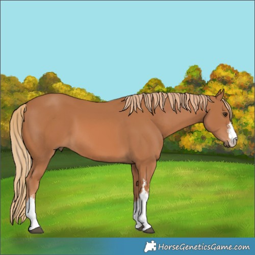 Horse Color:White Spotted Chestnut 