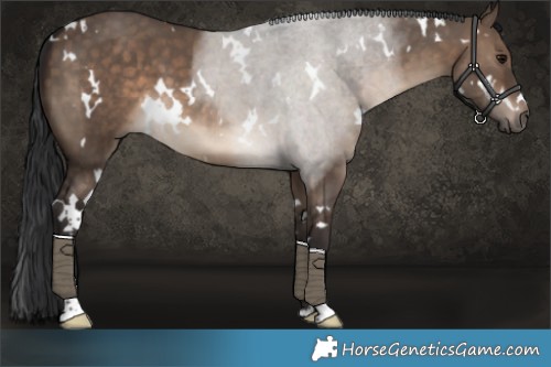 Horse Color:White Spotted Brown Dun 