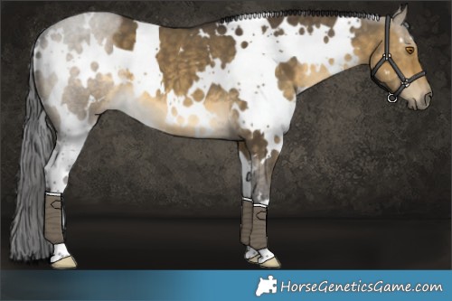 Horse Color:White Spotted Buckskin Dun 