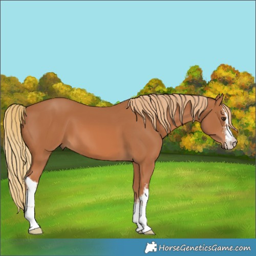 Horse Color:White Spotted Chestnut 