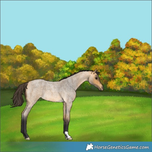 Horse Color:Buckskin Roan 