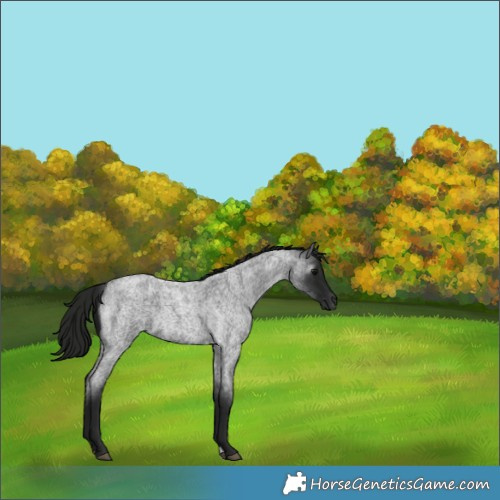 Horse Color:Gray Smoky Blue Roan 