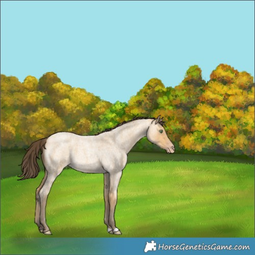 Horse Color:Amber Cream Champagne Roan 
