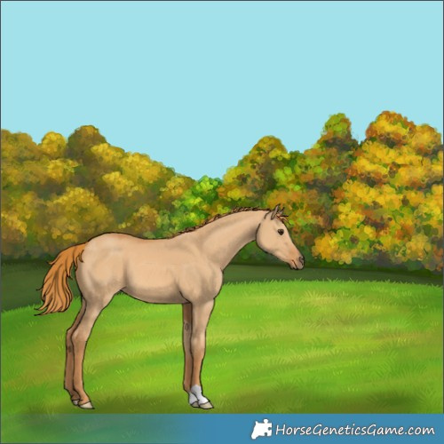 Horse Color:Red Dun