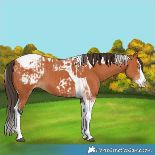 Horse Color:Bay Splash Tobiano Blanket and Bay Splash Tobiano Blanket