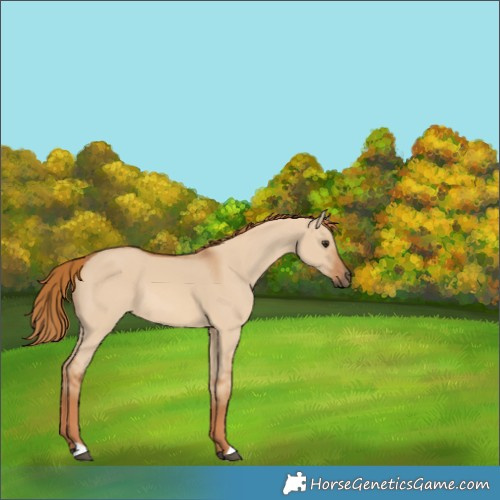 Horse Color:Red Dun 