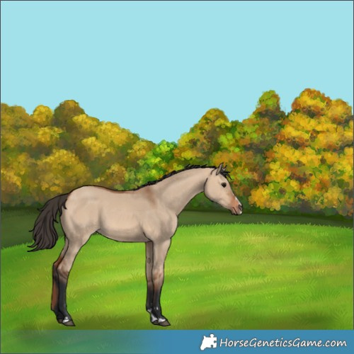 Horse Color:Bay Dun