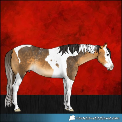 Horse Color:Buckskin Splash Tobiano 