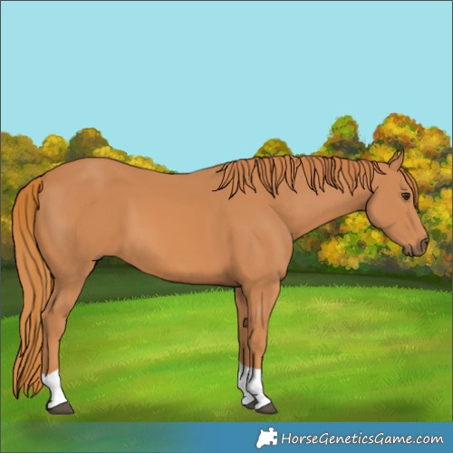Horse Color:Chestnut Tobiano 