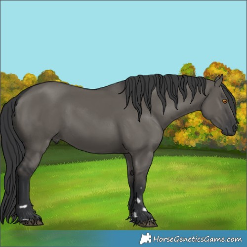 Horse Color:Unknown 