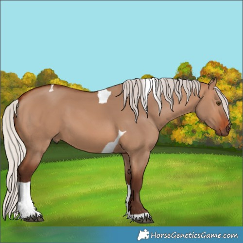 Horse Color:Unknown 