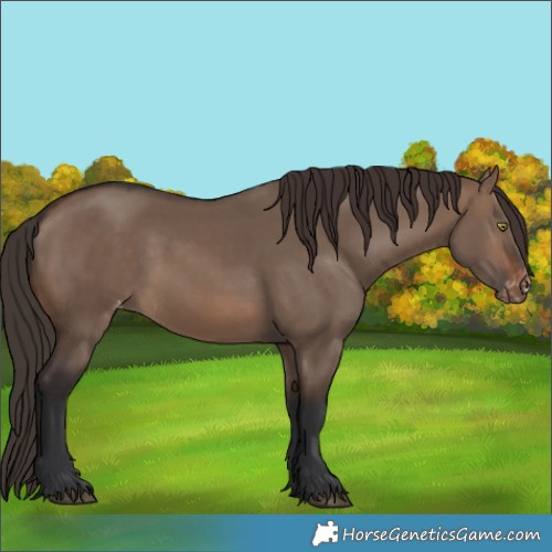 Horse Color:Unknown 