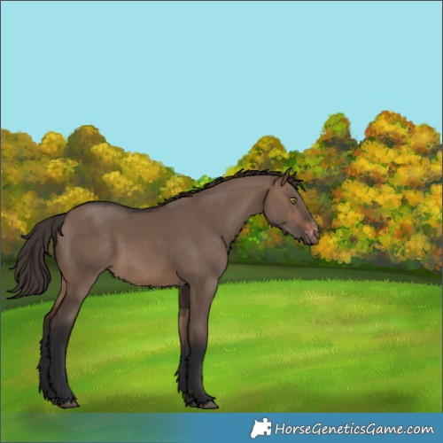 Horse Color:Unknown 