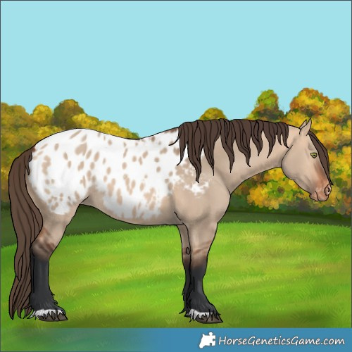 Horse Color:Unknown 