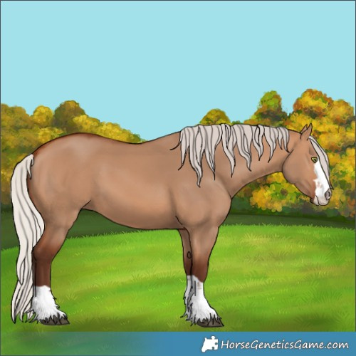 Horse Color:Unknown 