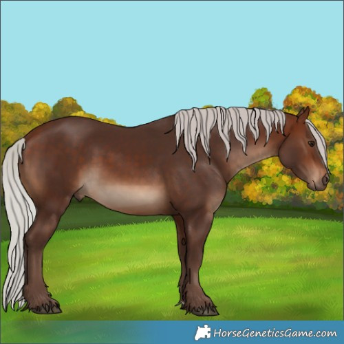 Horse Color:Unknown 