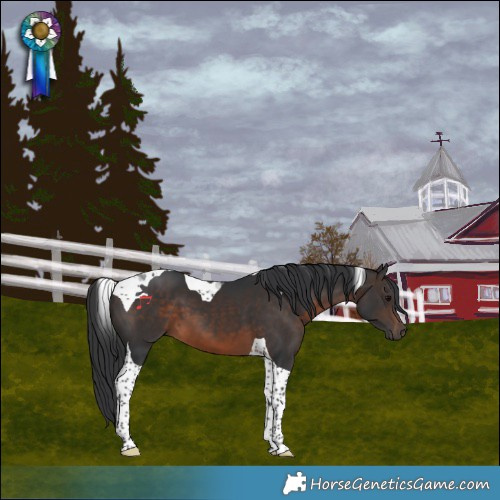 Horse Color:Brown Tobiano 