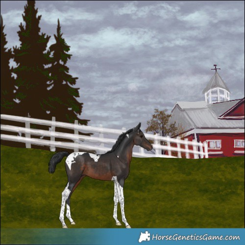 Horse Color:Brown Tobiano