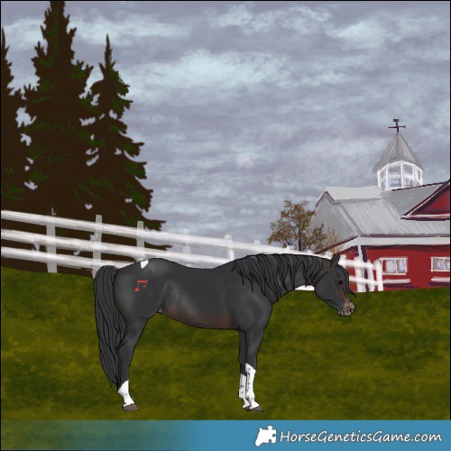 Horse Color:Brown Tobiano Varnish Rabicano 