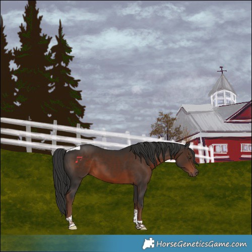 Horse Color:Liver Chestnut Tobiano 