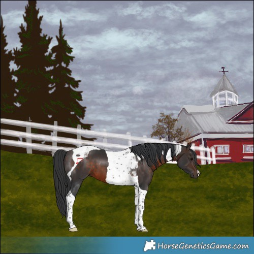 Horse Color:Brown Tobiano 