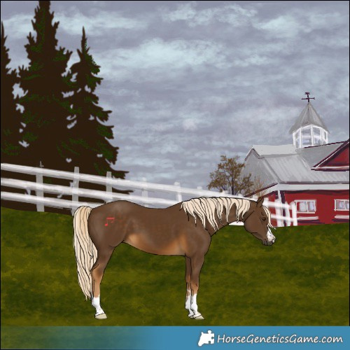 Horse Color:Chocolate Palomino