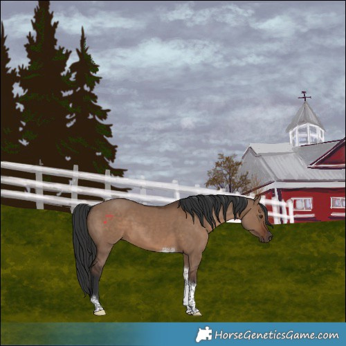 Horse Color:Liver Red Dun Tobiano 