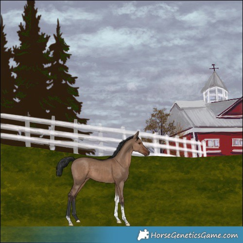 Horse Color:Liver Red Dun Tobiano 