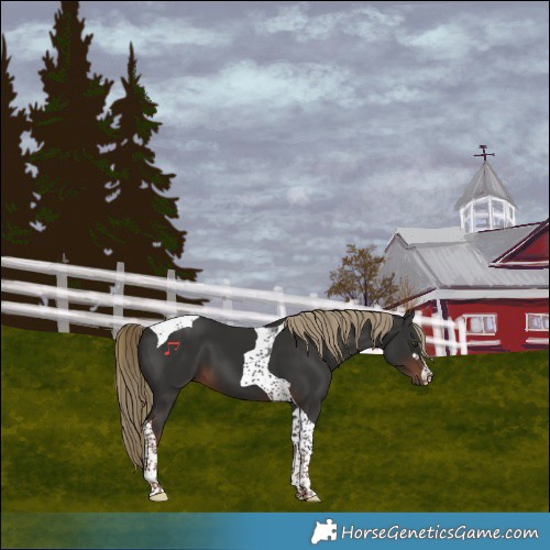 Horse Color:Liver Chestnut Tobiano 