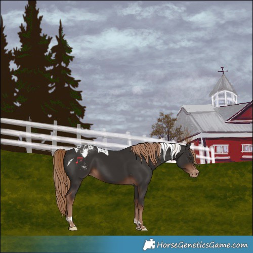 Horse Color:Liver Chestnut Tobiano Varnish 