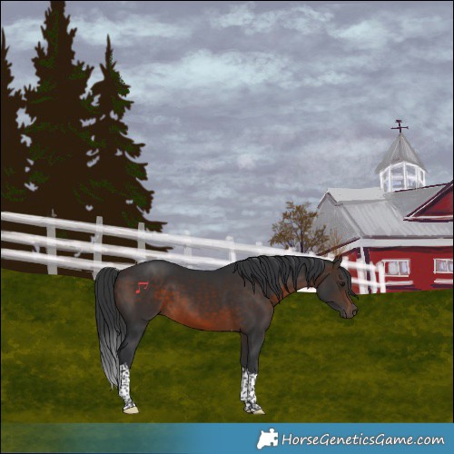 Horse Color:Brown Tobiano