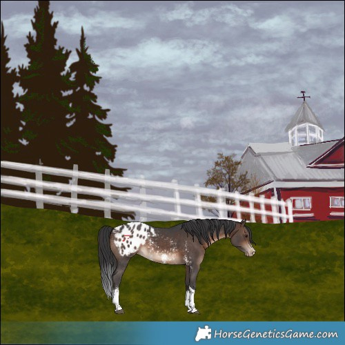 Horse Color:Brown Sabino Tobiano Blanket 