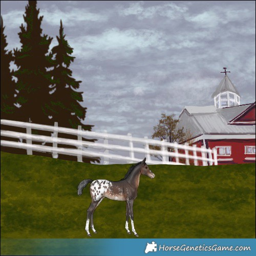 Horse Color:Brown Sabino Tobiano Appaloosa 