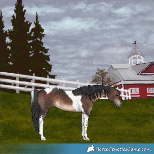 Horse Color:Brown Tobiano 