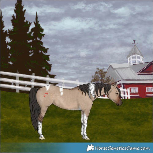 Horse Color:Liver Red Dun Tobiano Rabicano
