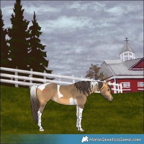 Horse Color:Buckskin Tobiano 