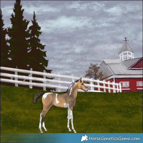 Horse Color:Buckskin Tobiano