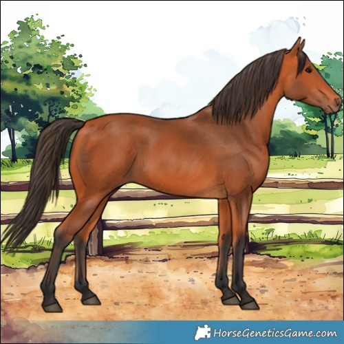 Horse Color:Bay 