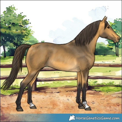 Horse Color:Buckskin