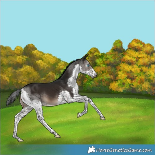 Horse Color:Gray Brown Splash Tobiano 