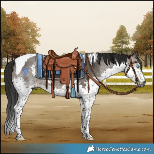 Horse Color:Gray Grullo Splash Tobiano
