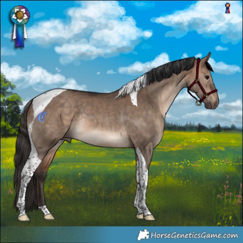 Horse Color:Bay Dun Tobiano Rabicano 