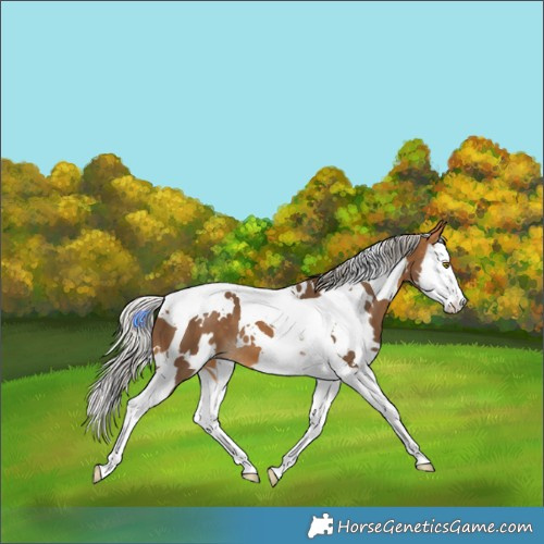 Horse Color:White Spotted Silver Buckskin Splash Tobiano 