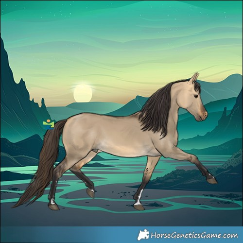 Horse Color:Buckskin Dun 
