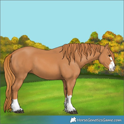 Horse Color:Unknown 