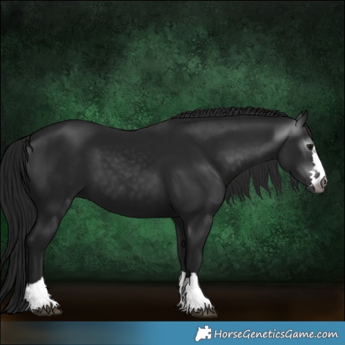 Horse Color:Gray Black 